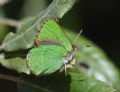 Callophrys avis